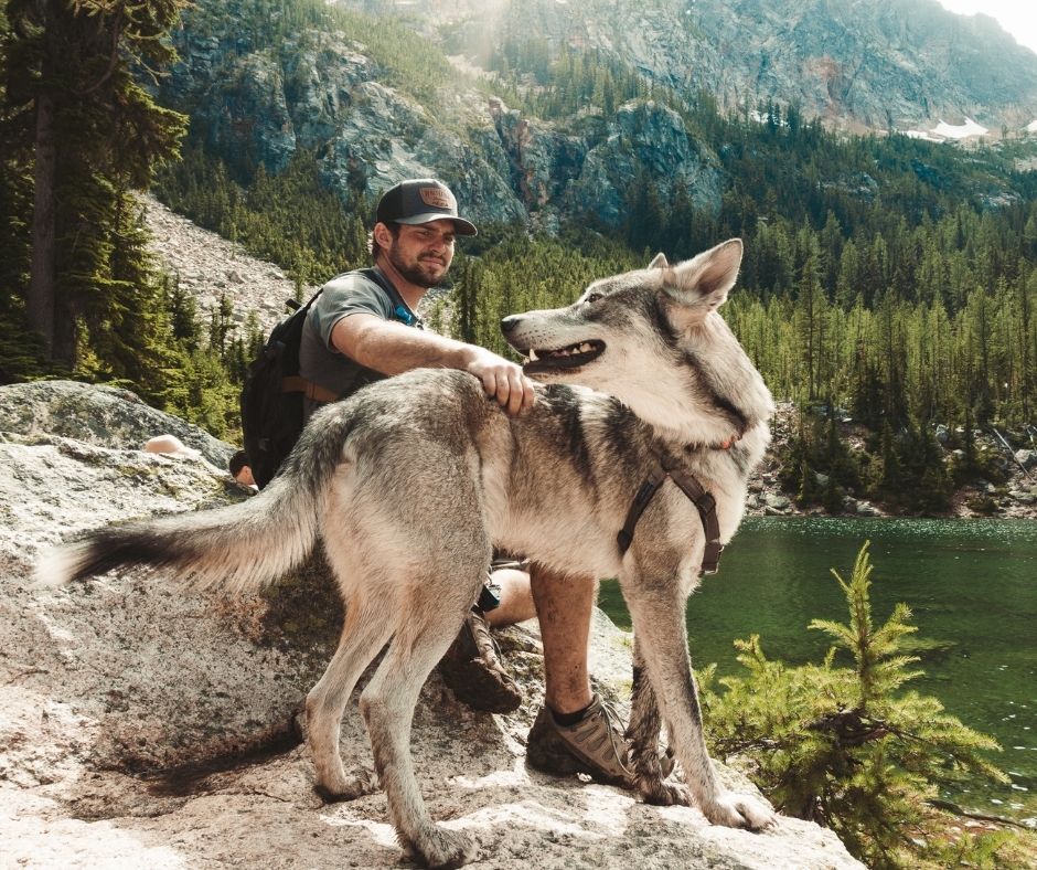  سگ نژاد گرگ هیبریدی (Wolf Hybrid)